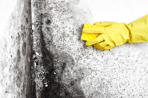 Best Residential Mold Remediation in Sherwood, AR