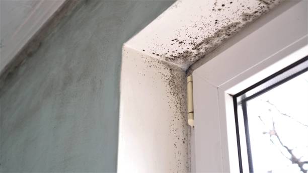 Best Residential Mold Remediation in Sherwood, AR