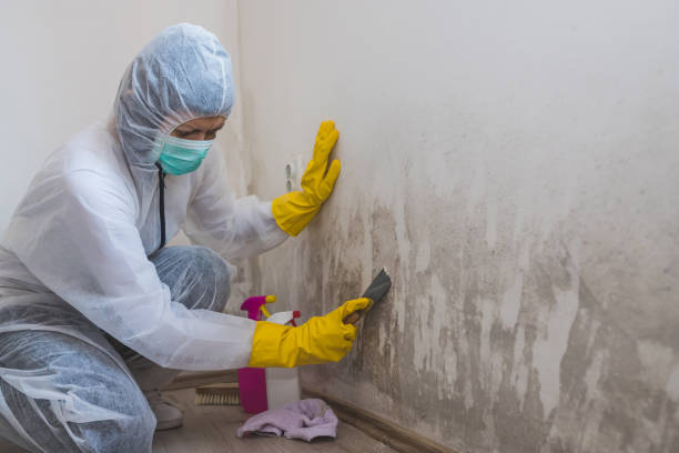 Professional Mold Remediation in Sherwood, AR