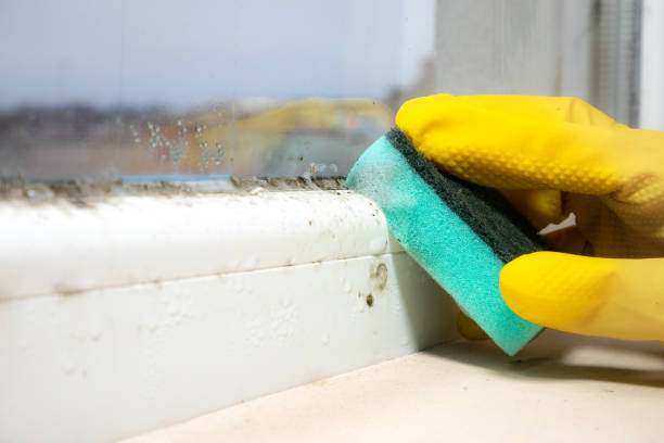 Professional Mold Remediation in Sherwood, AR