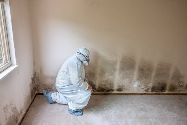 Best White Mold Remediation in Sherwood, AR