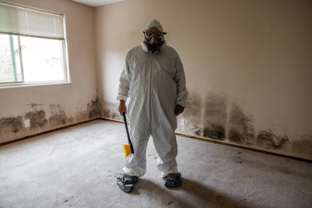 Best Insurance-Related Mold Remediation in Sherwood, AR