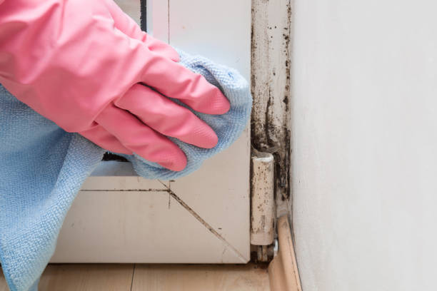 Best Post-Flood Mold Remediation in Sherwood, AR