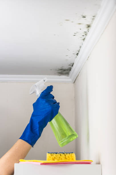 Best DIY Mold Remediation Support Services in Sherwood, AR